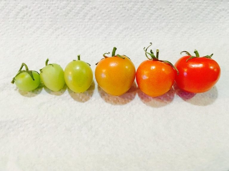 Sizi Hipnotize Edecek Güzellikte Olan 17 Renk Uyumu